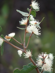 Hakea ferruginea