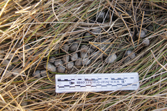 Cervus canadensis nannodes