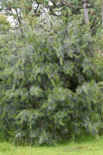 Pinus maximartinezii, photograph 3