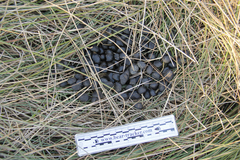 Cervus canadensis nannodes