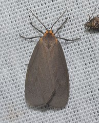 Pagara simplex