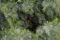 Pinus maximartinezii