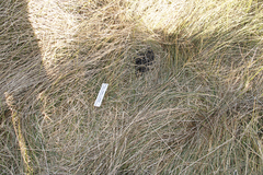 Cervus canadensis nannodes