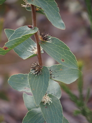 Hakea ferruginea