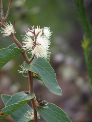 Hakea ferruginea