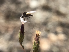 Lessingia micradenia micradenia