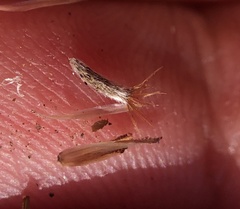 Lessingia micradenia micradenia