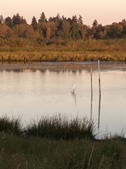 Ardea alba