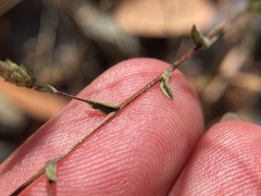 Lessingia micradenia micradenia