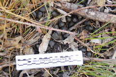 Cervus canadensis nannodes