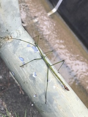 Phraortes stomphax