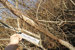 Cervus canadensis nannodes