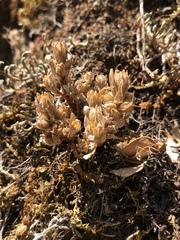 Sedum radiatum