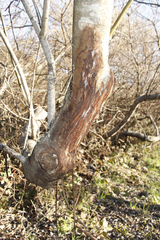 Cervus canadensis nannodes