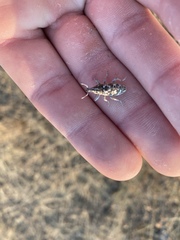 Cyphocleonus achates