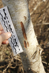 Cervus canadensis nannodes