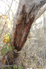 Cervus canadensis nannodes