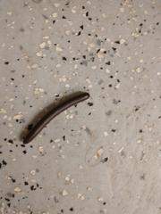 Narceus americanus