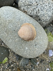 Clinocardium nuttallii