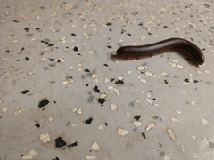Narceus americanus