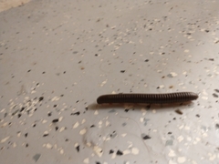 Narceus americanus