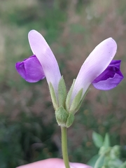 Phaseolus pauciflorus