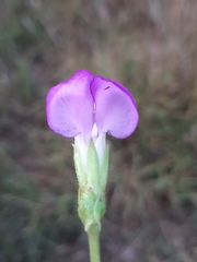 Phaseolus pauciflorus