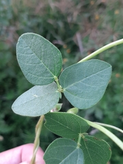 Phaseolus pauciflorus