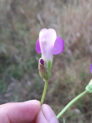 Phaseolus pauciflorus