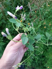 Phaseolus pauciflorus