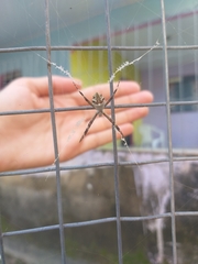 Argiope argentata