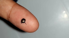 Hypognatha