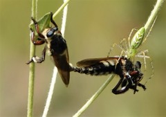 Mallophora bomboides