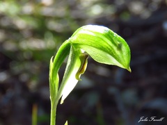 Pterostylis tenuis