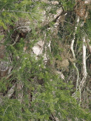 Melaleuca preissiana