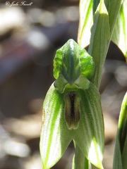 Pterostylis tenuis