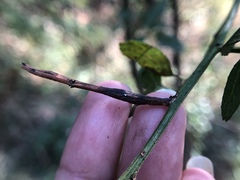 Periploca ceanothiella