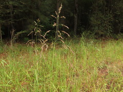 Tridens flavus flavus