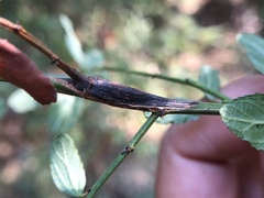 Periploca ceanothiella