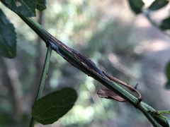 Periploca ceanothiella