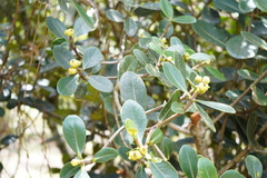 Clusia multiflora