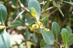 Clusia multiflora