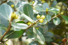 Clusia multiflora
