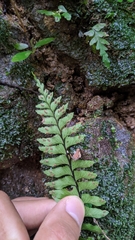 Hymenasplenium unilaterale
