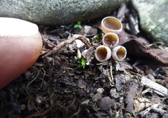 Ciborinia camelliae