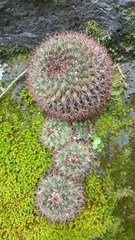 Mammillaria rhodantha fera-rubra