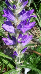 Campanula spicata