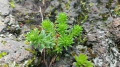 Sedum goldmanii