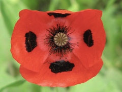 Papaveraceae