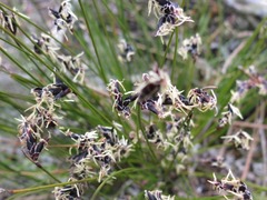 Schoenus ericetorum